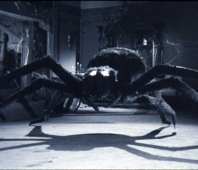 This image has an empty alt attribute; its file name is ts3f5045e99955etarantula001.jpg